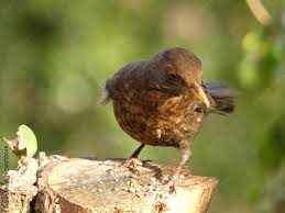 Attēlu rezultāti vaicājumam “Turdus merula female”