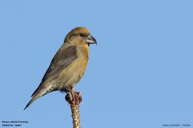 Image result for Loxia curvirostra