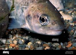 Image result for Salmo macrostigma