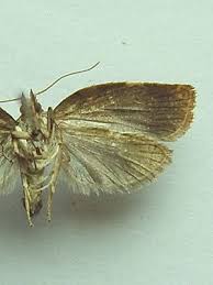 Attēlu rezultāti vaicājumam “Pandemis cinnamomeana”