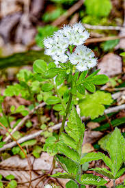 Attēlu rezultāti vaicājumam “Hydrophyllaceae”