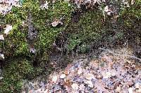 Attēlu rezultāti vaicājumam “Odontoschisma sphagni”