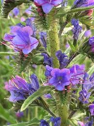 Attēlu rezultāti vaicājumam “Echium vulgare flower”