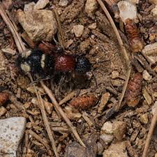 Attēlu rezultāti vaicājumam “Mutilla europaea”