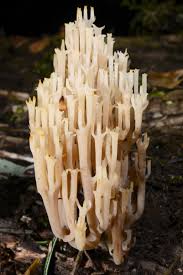 Attēlu rezultāti vaicājumam “Clavicorona pyxidata”