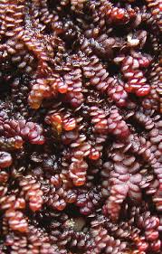 Attēlu rezultāti vaicājumam “Frullania fragilifolia”