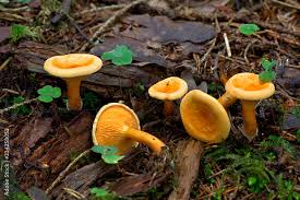 Attēlu rezultāti vaicājumam “Hygrophoropsis aurantiaca”