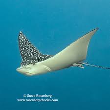 Image result for Myliobatis freminvillei