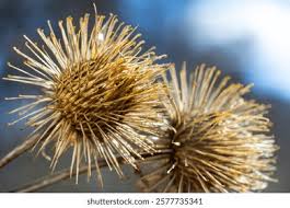 Attēlu rezultāti vaicājumam “Arctium lappa fruit”