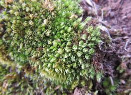 Attēlu rezultāti vaicājumam “Bryum moravicum”