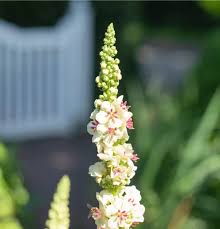 Attēlu rezultāti vaicājumam “Verbascum nigrum flower”