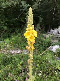 Image result for Verbascum densiflorum