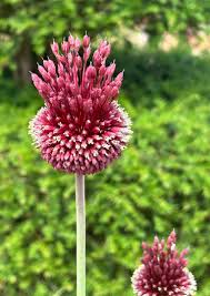 Image result for Zierlauch