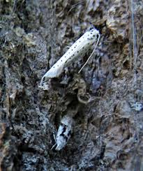 Attēlu rezultāti vaicājumam “Anacampsis blatariella”