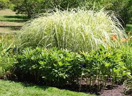 Attēlu rezultāti vaicājumam “Gramineae”