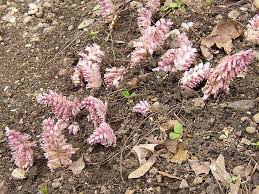 Attēlu rezultāti vaicājumam “Lathraea squamaria bud”