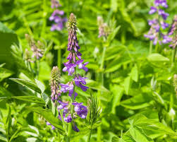 Attēlu rezultāti vaicājumam “Galega orientalis leaf”