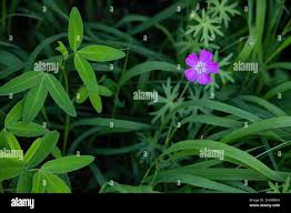 Attēlu rezultāti vaicājumam “Geranium palustre leaf”