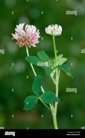 Attēlu rezultāti vaicājumam “Trifolium hybridum flower”