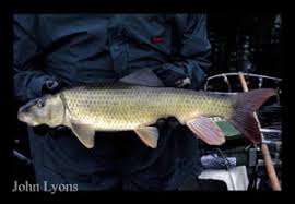 Image result for Moxostoma carinatum