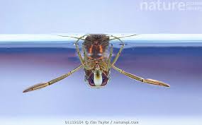 Attēlu rezultāti vaicājumam “Notonecta glauca”