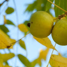 Attēlu rezultāti vaicājumam “Juglans x sinensis fruit”
