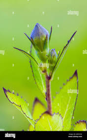 Attēlu rezultāti vaicājumam “Campanula persicifolia bud”