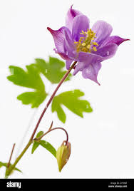 Attēlu rezultāti vaicājumam “Aquilegia vulgaris bud”