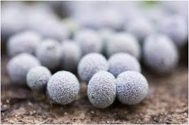 Attēlu rezultāti vaicājumam “Badhamia foliicola”