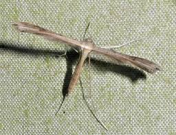 Attēlu rezultāti vaicājumam “Stenoptilia pterodactyla”