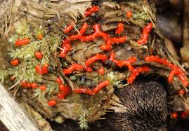 Attēlu rezultāti vaicājumam “Willkommlangea reticulata spores”