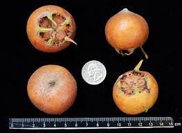 Attēlu rezultāti vaicājumam “Hordelymus europaeus fruit”