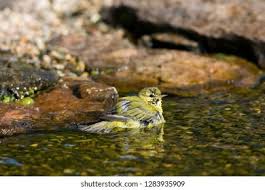 Image result for Vermivora peregrina