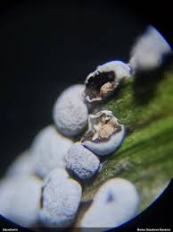 Attēlu rezultāti vaicājumam “Didymium serpula macro”