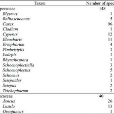 Attēlu rezultāti vaicājumam “Juncus nastanthus”