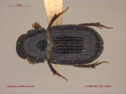 Attēlu rezultāti vaicājumam “Aegialia arenaria”