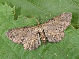 Attēlu rezultāti vaicājumam “Anticollix sparsata”