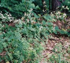 Attēlu rezultāti vaicājumam “Galium schultesii flower”