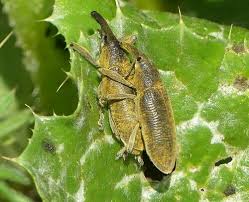 Attēlu rezultāti vaicājumam “Korynetes caeruleus”