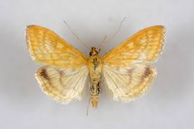 Attēlu rezultāti vaicājumam “Sitochroa verticalis”