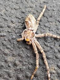 Attēlu rezultāti vaicājumam “Philodromus sp.”