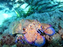 Image result for Scyllarides latus