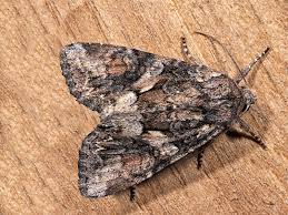 Attēlu rezultāti vaicājumam “Lacanobia contigua”