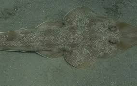 Image result for Pseudobatos lentiginosus