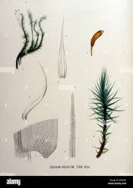 Attēlu rezultāti vaicājumam “Dicranum undulatum”