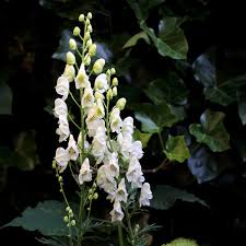 Attēlu rezultāti vaicājumam “Aconitum napellus bud”