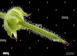 Attēlu rezultāti vaicājumam “Geranium dissectum fruit”