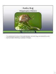 Attēlu rezultāti vaicājumam “Cribraria sp.”