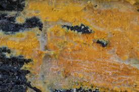 Attēlu rezultāti vaicājumam “Crustoderma dryinum”