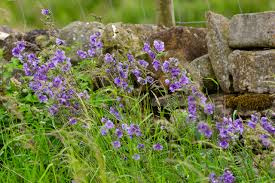 Attēlu rezultāti vaicājumam “Polemonium caeruleum flower”